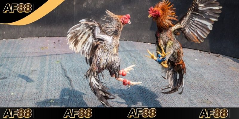 Đá Gà Cựa Dao – Thắng Lớn Với 3 Mẹo Cược Hiệu Quả!