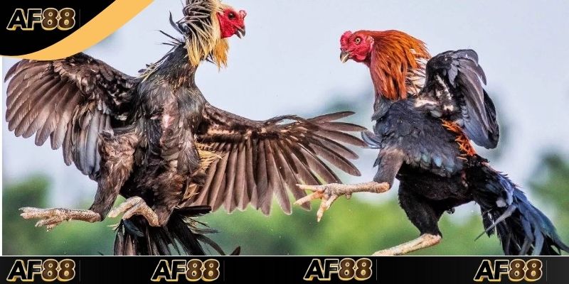 Đá Gà AF88 Trải Nghiệm Cá Cược Trực Tuyến Chuyên Nghiệp