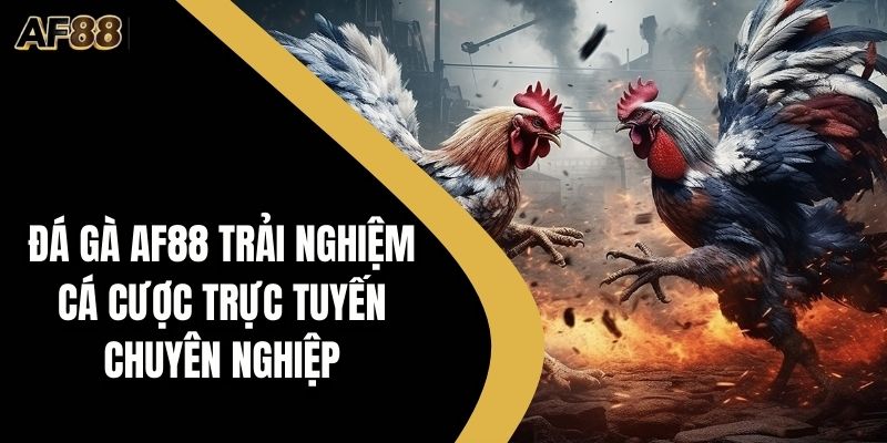 Đá Gà AF88 Trải Nghiệm Cá Cược Trực Tuyến Chuyên Nghiệp