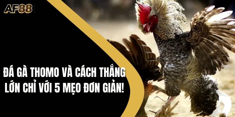 Đá Gà Thomo Và Cách Thắng Lớn Chỉ Với 5 Mẹo Đơn Giản!