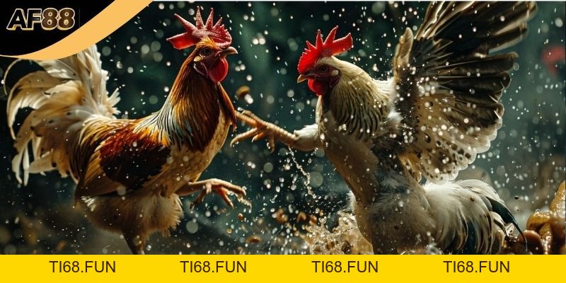 Đá Gà Thomo Và Cách Thắng Lớn Chỉ Với 5 Mẹo Đơn Giản!