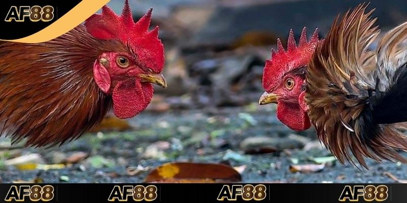 3+ Mẹo Cược Đá Gà Campuchia Hôm Nay Tại Nền Tảng AF88