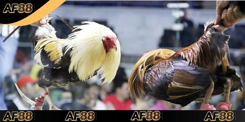 3+ Mẹo Cược Đá Gà Campuchia Hôm Nay Tại Nền Tảng AF88
