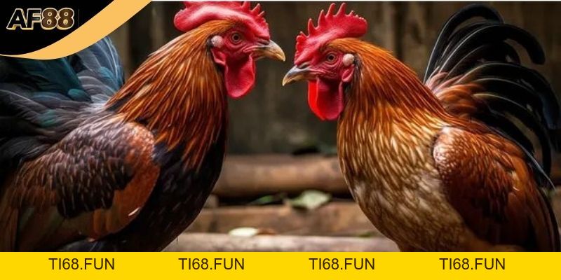 Đá Gà Cựa Dao – Thắng Lớn Với 3 Mẹo Cược Hiệu Quả!